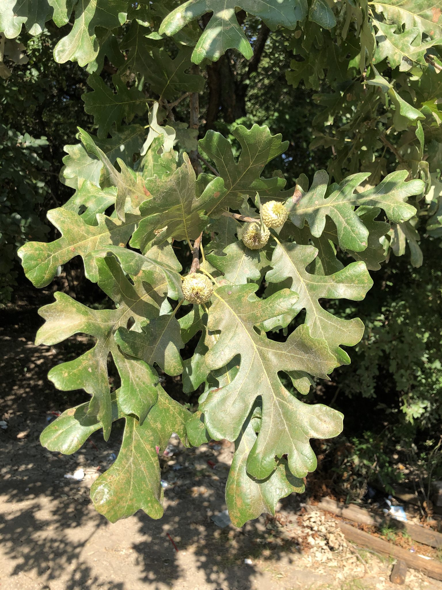 Quercus macrocarpa